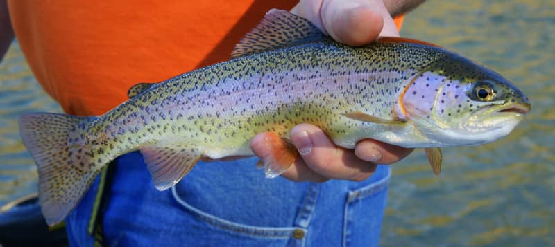 Annual Rainbow Trout Stocking in Texas Begins