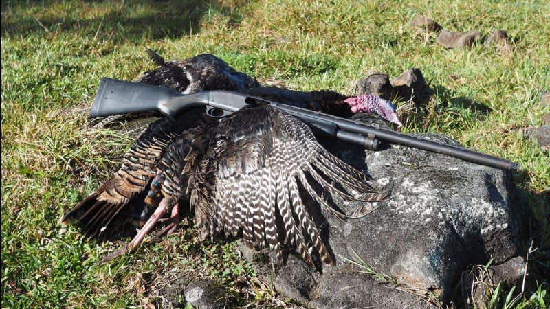 Tom-Calling: The Best Non-Electronic Turkey Calls