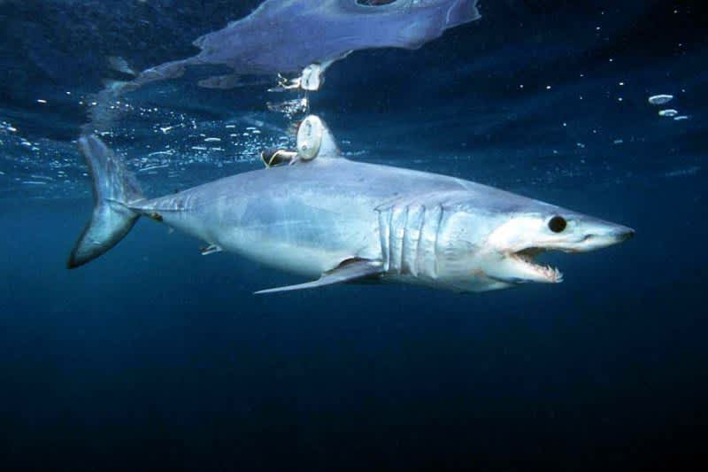 Florida FWC Modify Shortfin Mako Bag Limit