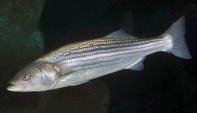 FWC New Rules for Gulf Striped Bass Harvest