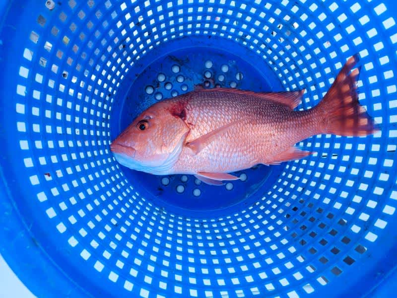 Red Snapper Poachers Busted off Texas by Coast Guard
