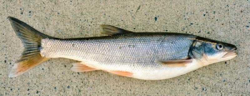 Big Money Small Fish: $70,000 Awarded for Pikeminnow Catches