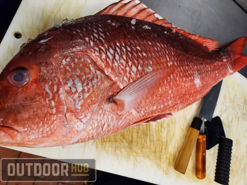 Breaking It Down: Filleting an American Red Snapper