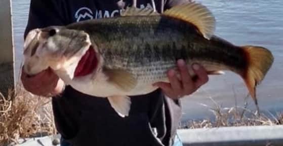 West Pearl River in Louisiana Yields 11.3-Pound Trophy Bass 
