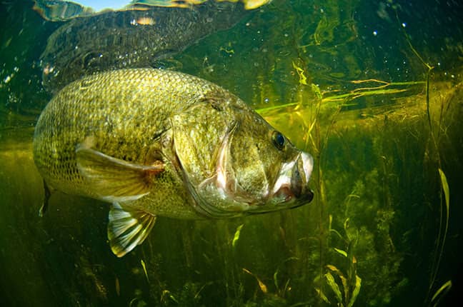 Novo gabarito maluco sem ervas daninhas da Northland Fishing Tackle